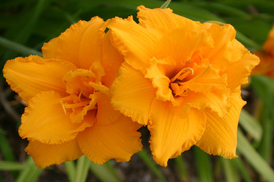 Hemerocallis 'Condilla' Großblumige Taglilie