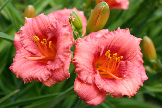 Hemerocallis 'Cosmopolitan' Miniaturblütige Taglilie