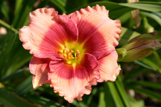 Hemerocallis 'Dragon's Eye' Kleinblumige Taglilie