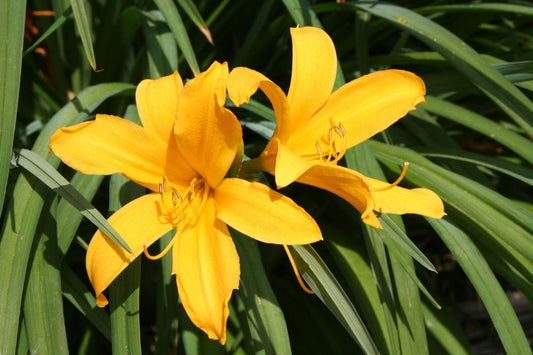 Hemerocallis dumortieri Taglilie