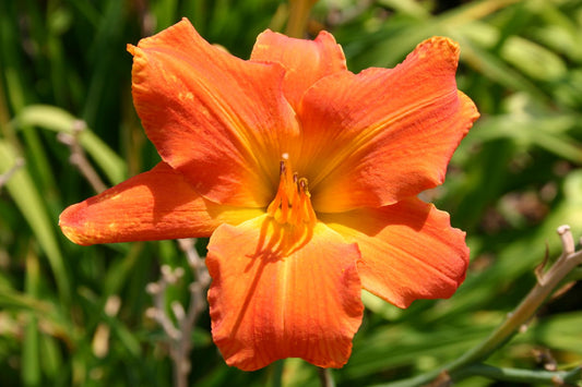 Hemerocallis 'Elijah' Großblumige Taglilie