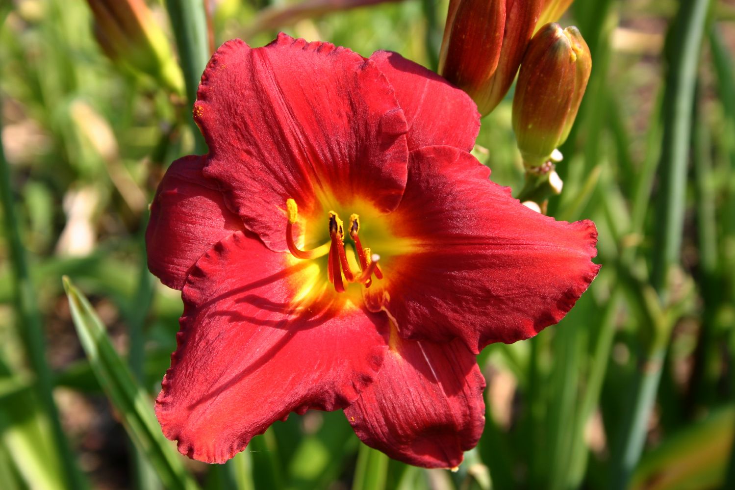 Hemerocallis 'Frederik' Großblumige Taglilie