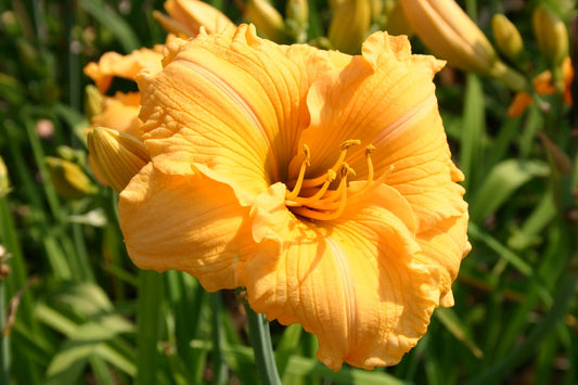 Hemerocallis 'Golden Scroll' Großblumige Taglilie