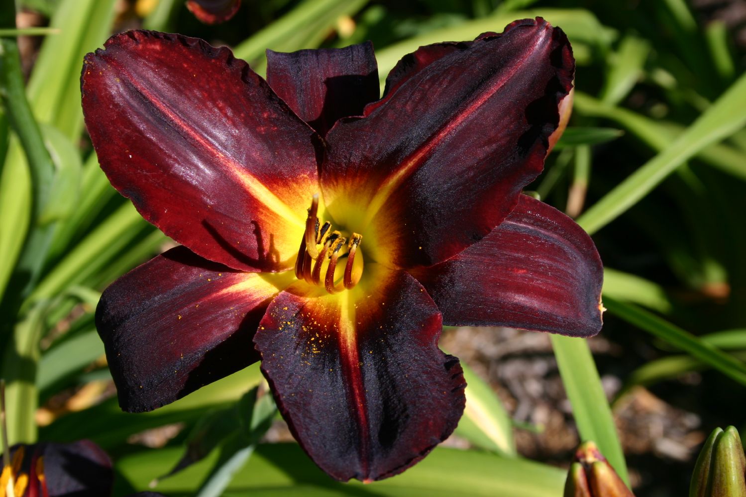 Hemerocallis 'Helen von Stein' Großblumige Taglilie