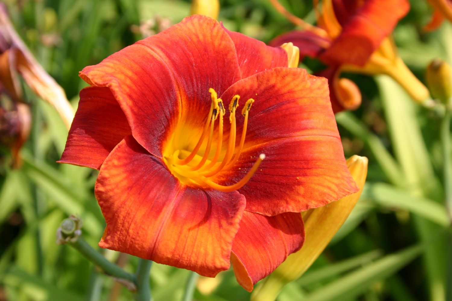 Hemerocallis 'Hot Town' Großblumige Taglilie
