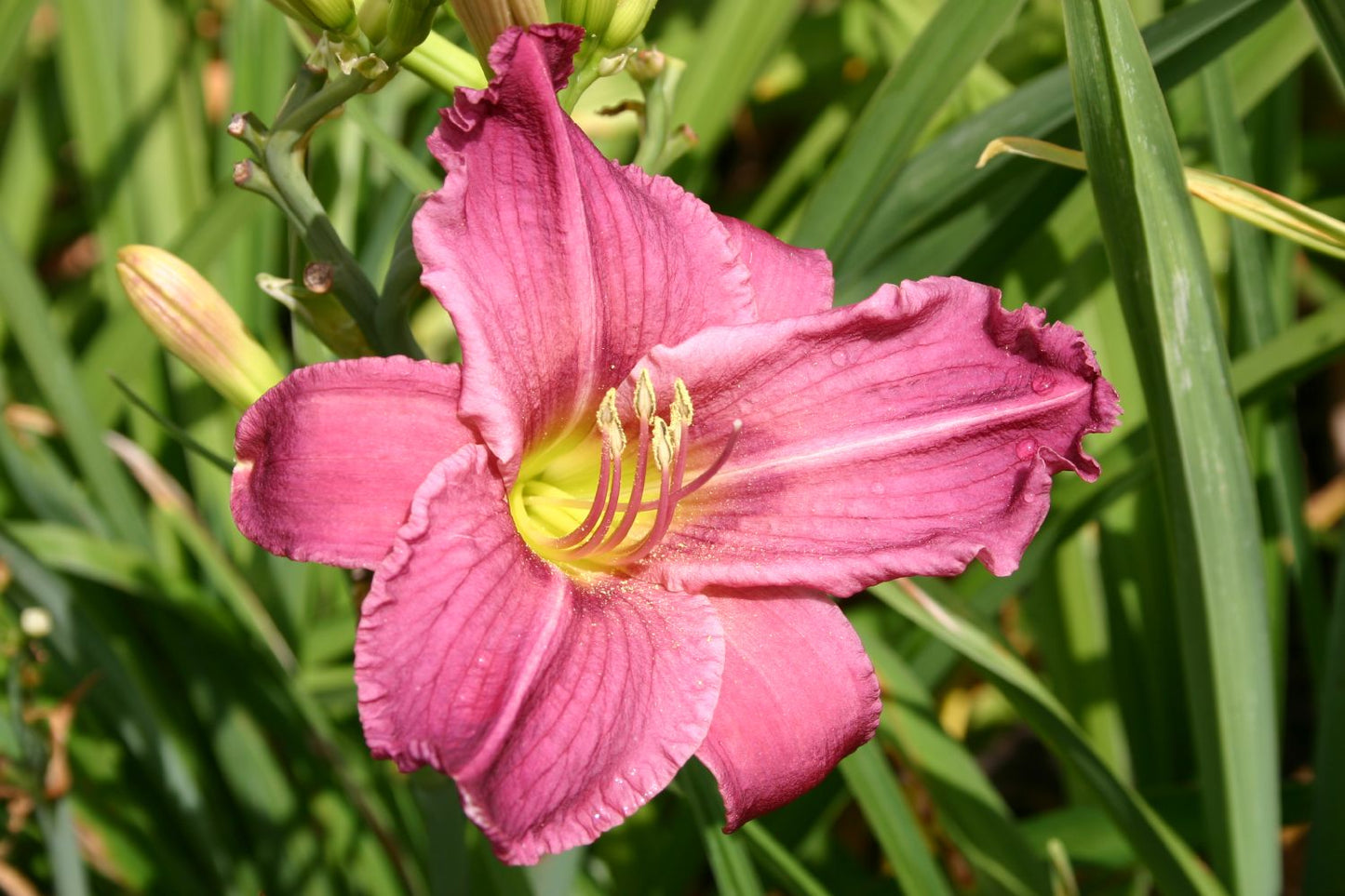 Hemerocallis 'Hundredth Anniversary' Großblumige Taglilie
