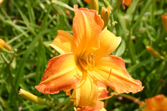 Hemerocallis 'Invictus' Großblumige Taglilie