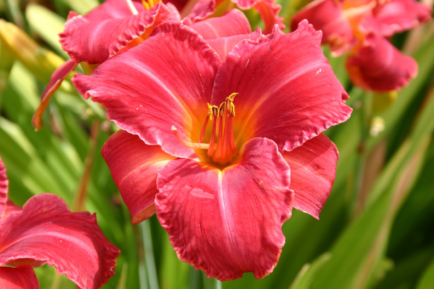 Hemerocallis 'Jay' Großblumige Taglilie