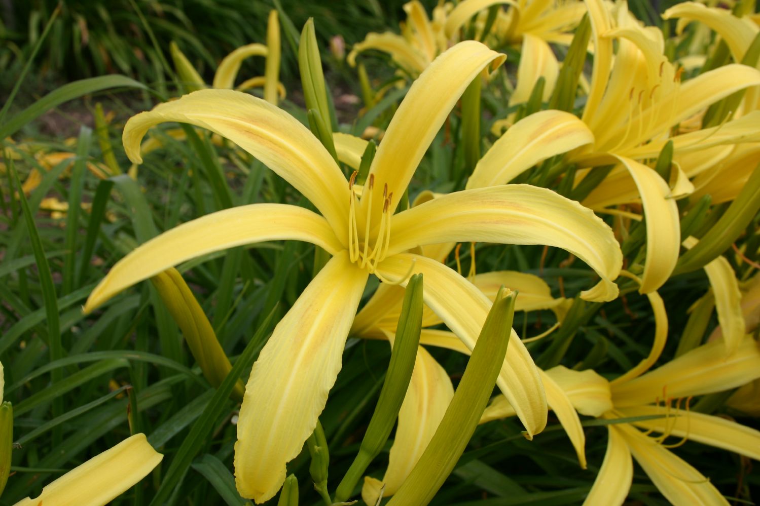 Hemerocallis 'Kindly Light' Großblumige Taglilie