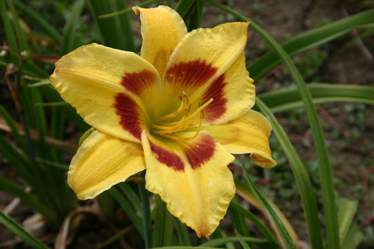 Hemerocallis 'King George' Großblumige Taglilie