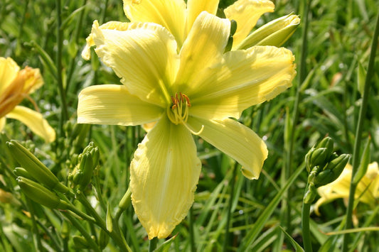 Hemerocallis 'Limited Edition' Großblumige Taglilie