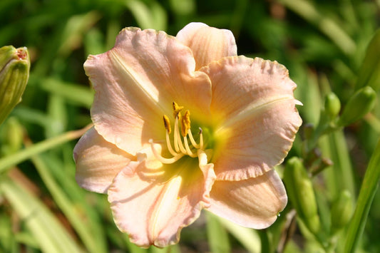 Hemerocallis 'Little Pink Corsage' Miniaturblütige Taglilie