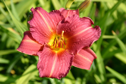 Hemerocallis 'Little Wine Cup' Kleinblumige Taglilie