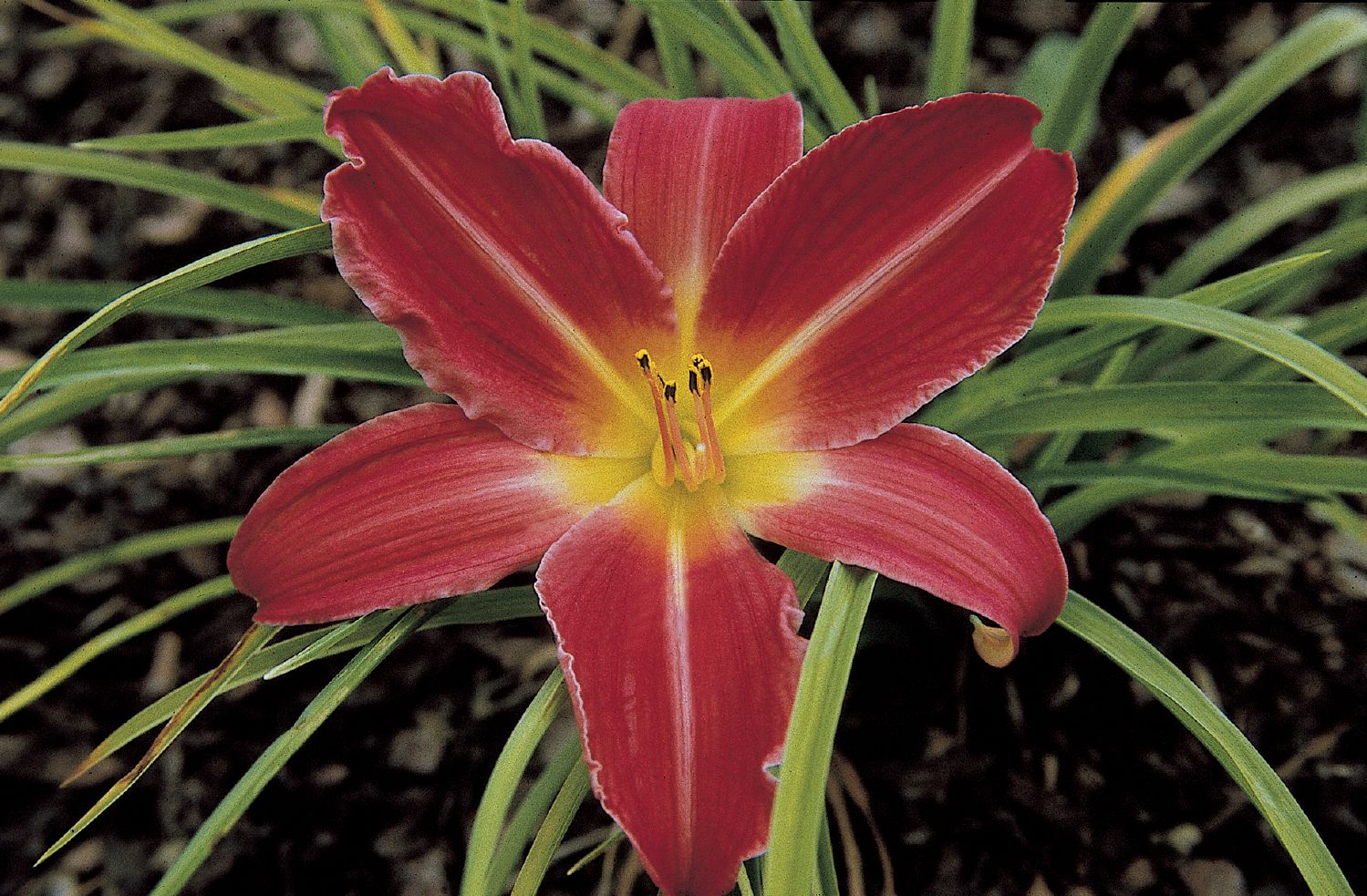 Hemerocallis 'Muffin' Großblumige Taglilie