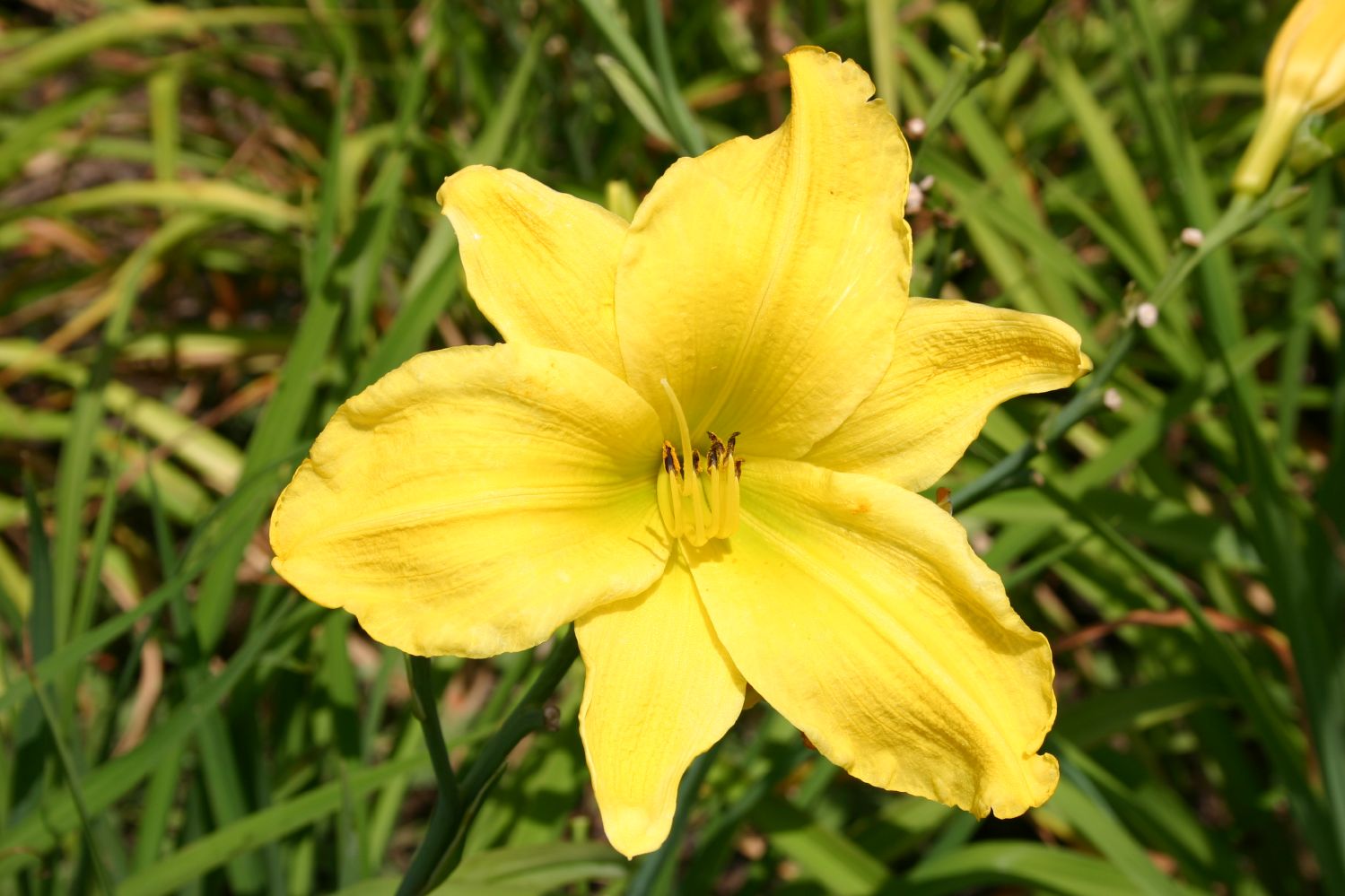 Hemerocallis 'Münchner Kindl' Großblumige Taglilie