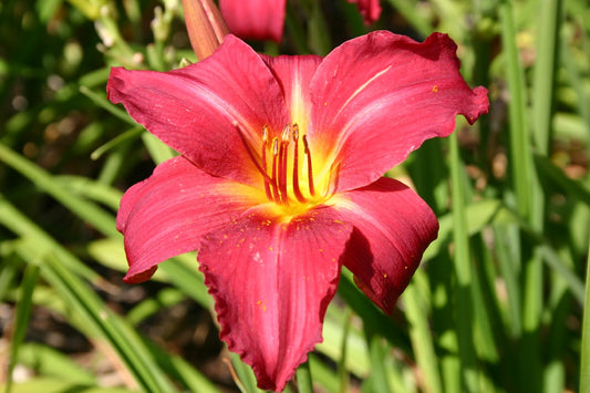 Hemerocallis 'New Note' Großblumige Taglilie