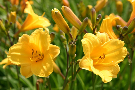 Hemerocallis 'Pizza' Miniaturblütige Taglilie