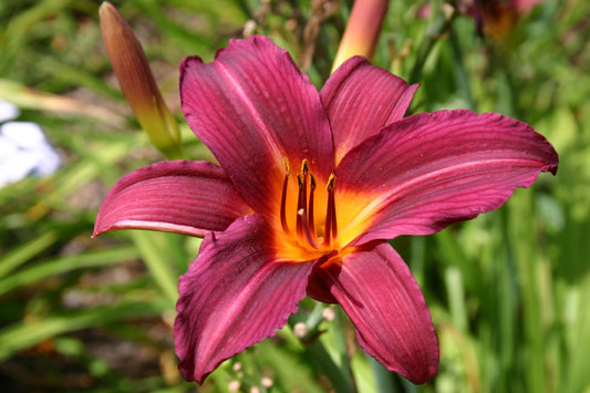 Hemerocallis 'Prophet' Großblumige Taglilie