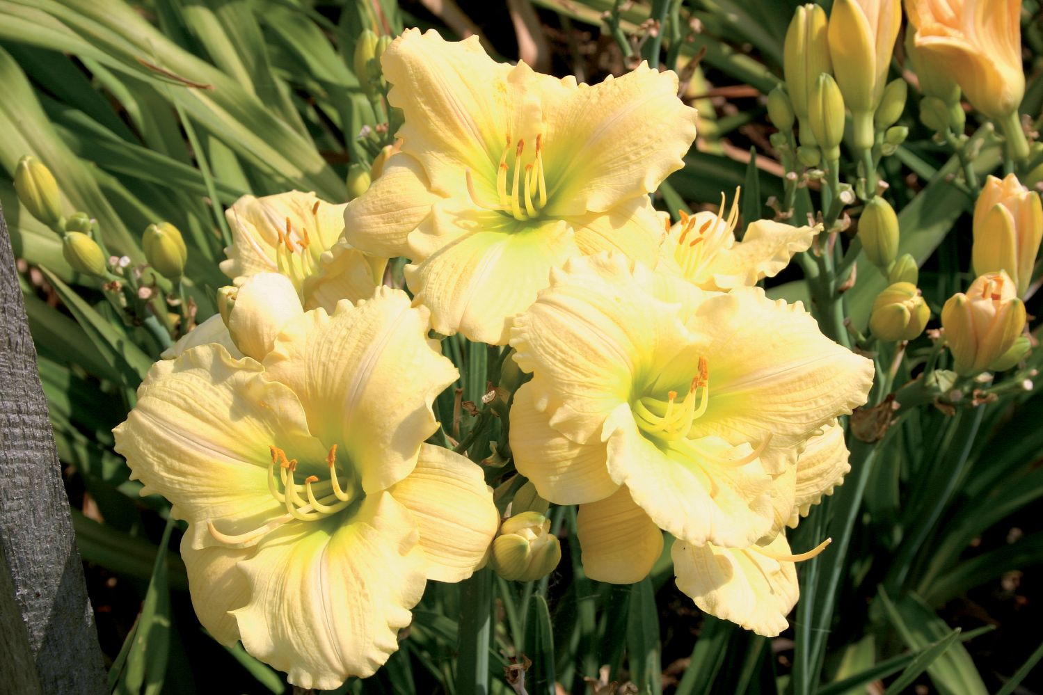 Hemerocallis 'Pure Perfection' Kleinblumige Taglilie