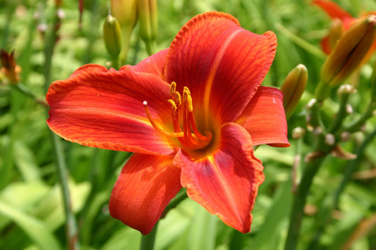 Hemerocallis 'Roswitha Zipf' Großblumige Taglilie