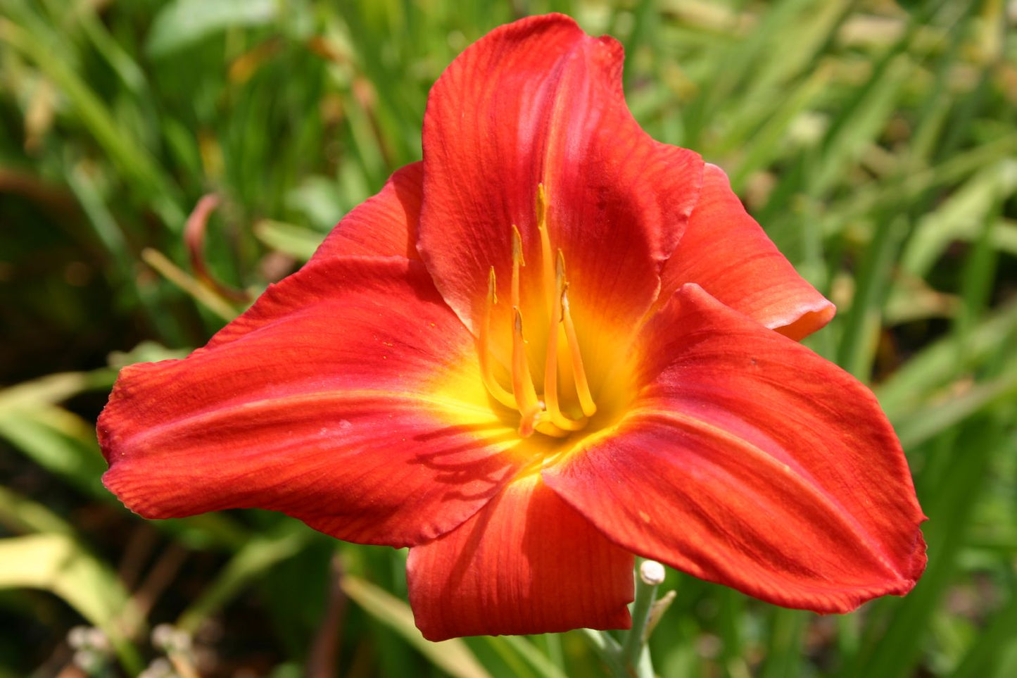 Hemerocallis 'Satan's Torch' Großblumige Taglilie