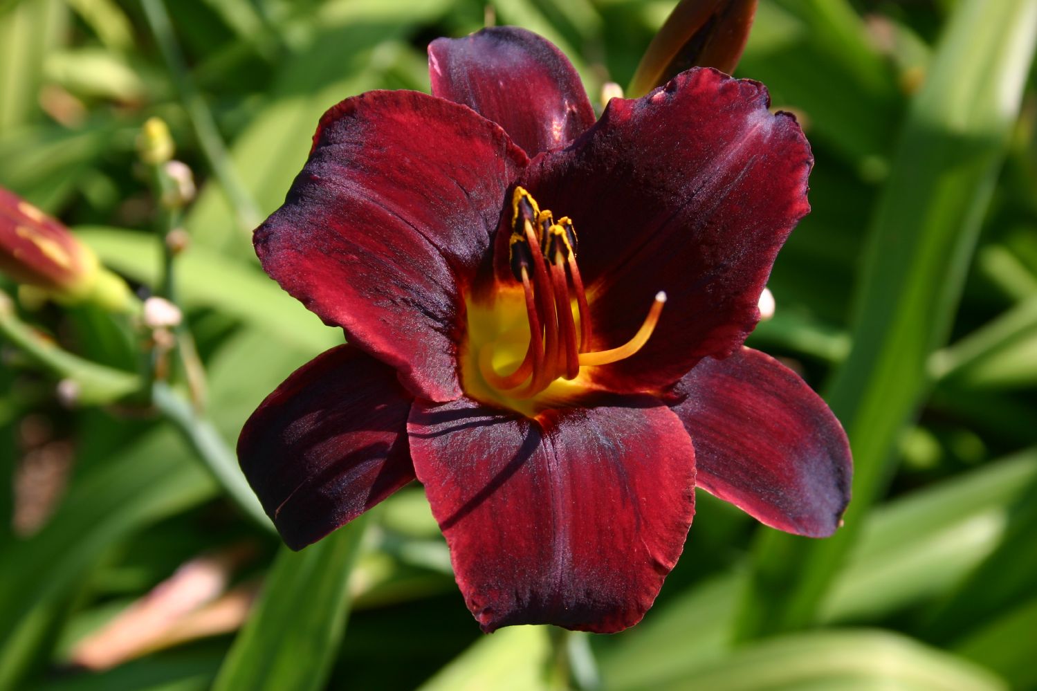 Hemerocallis 'Starling' Großblumige Taglilie
