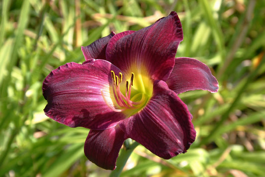 Hemerocallis 'Strutter's Ball' Großblumige Taglilie