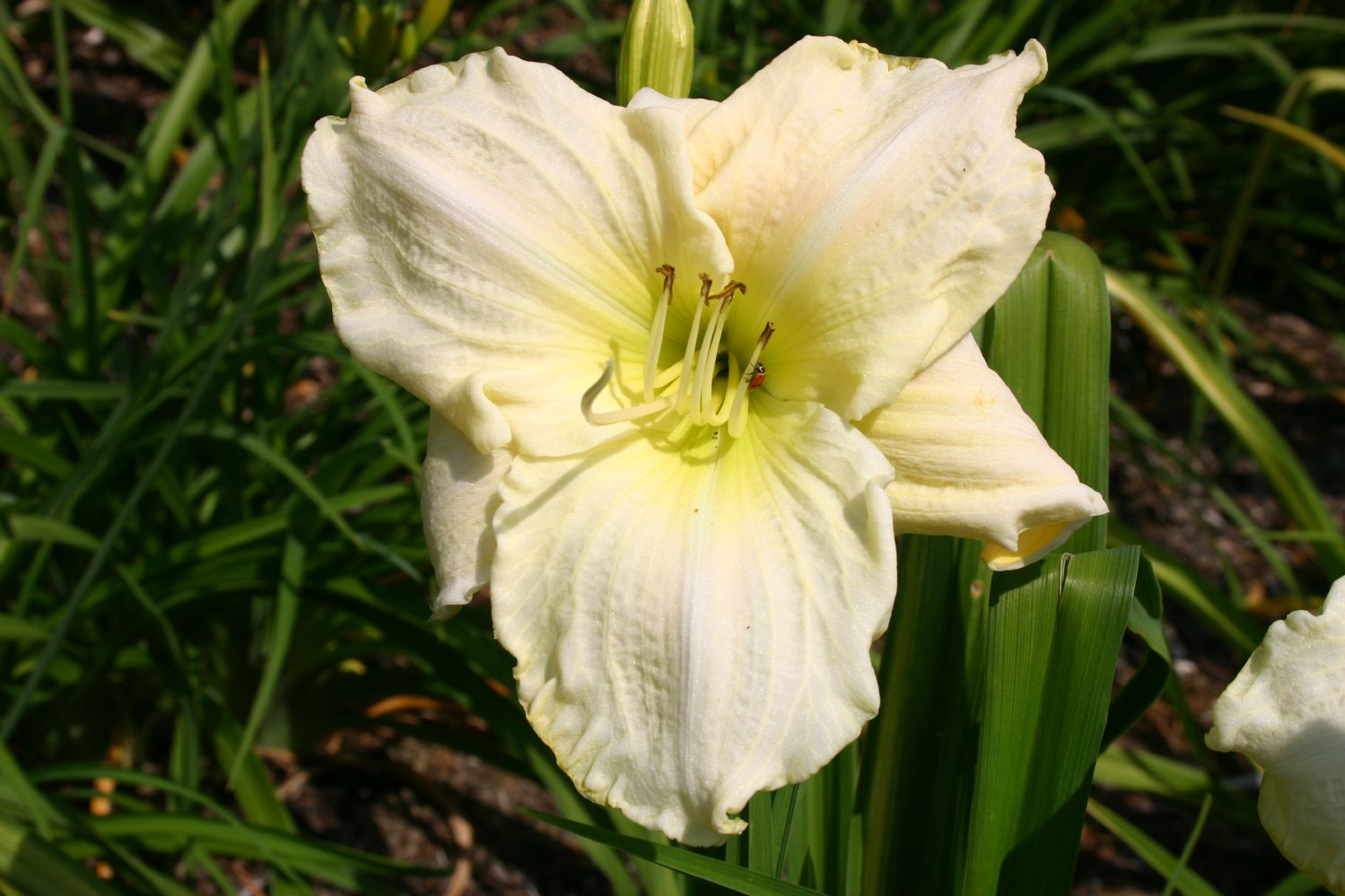 Hemerocallis 'White Temptation' Großblumige Taglilie