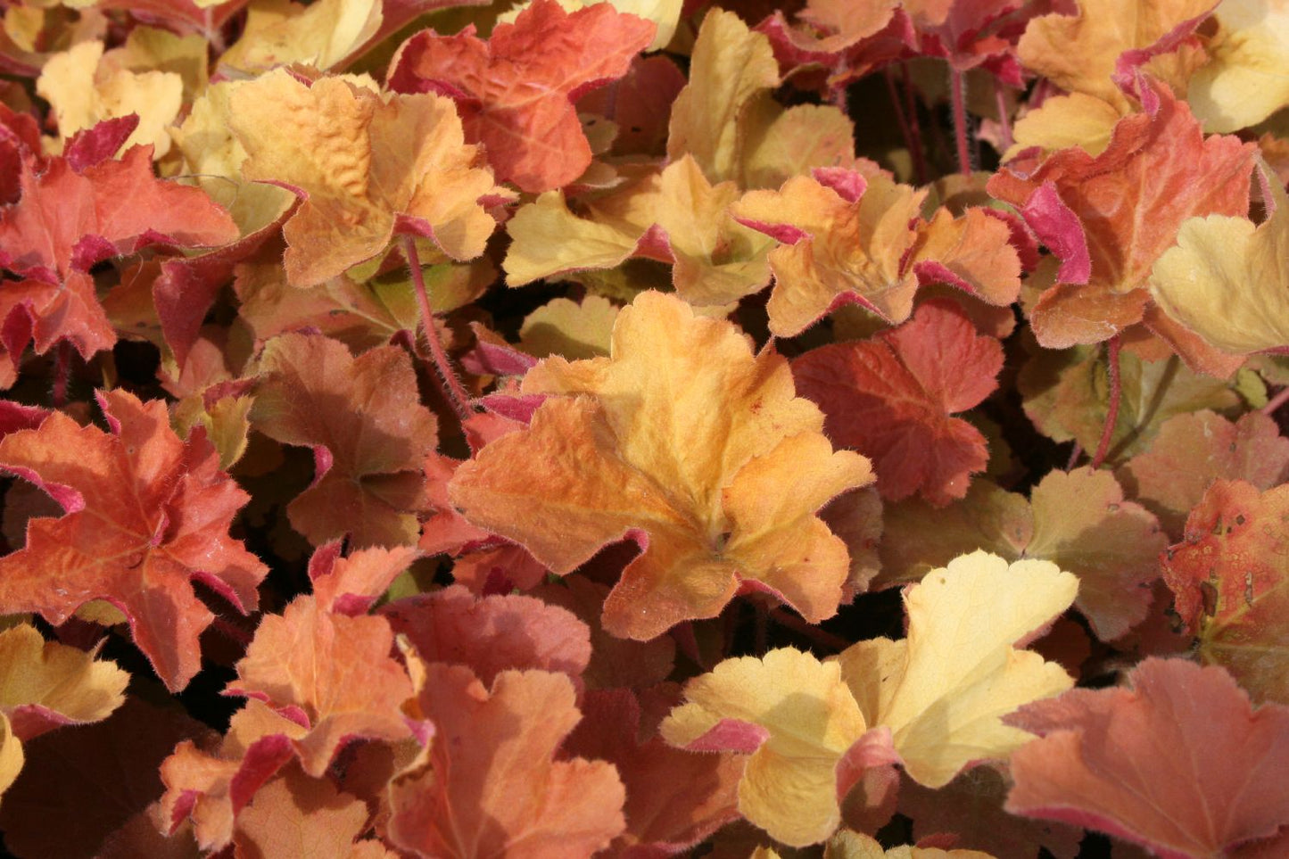 Heuchera 'Caramel' ® Purpurglöckchen
