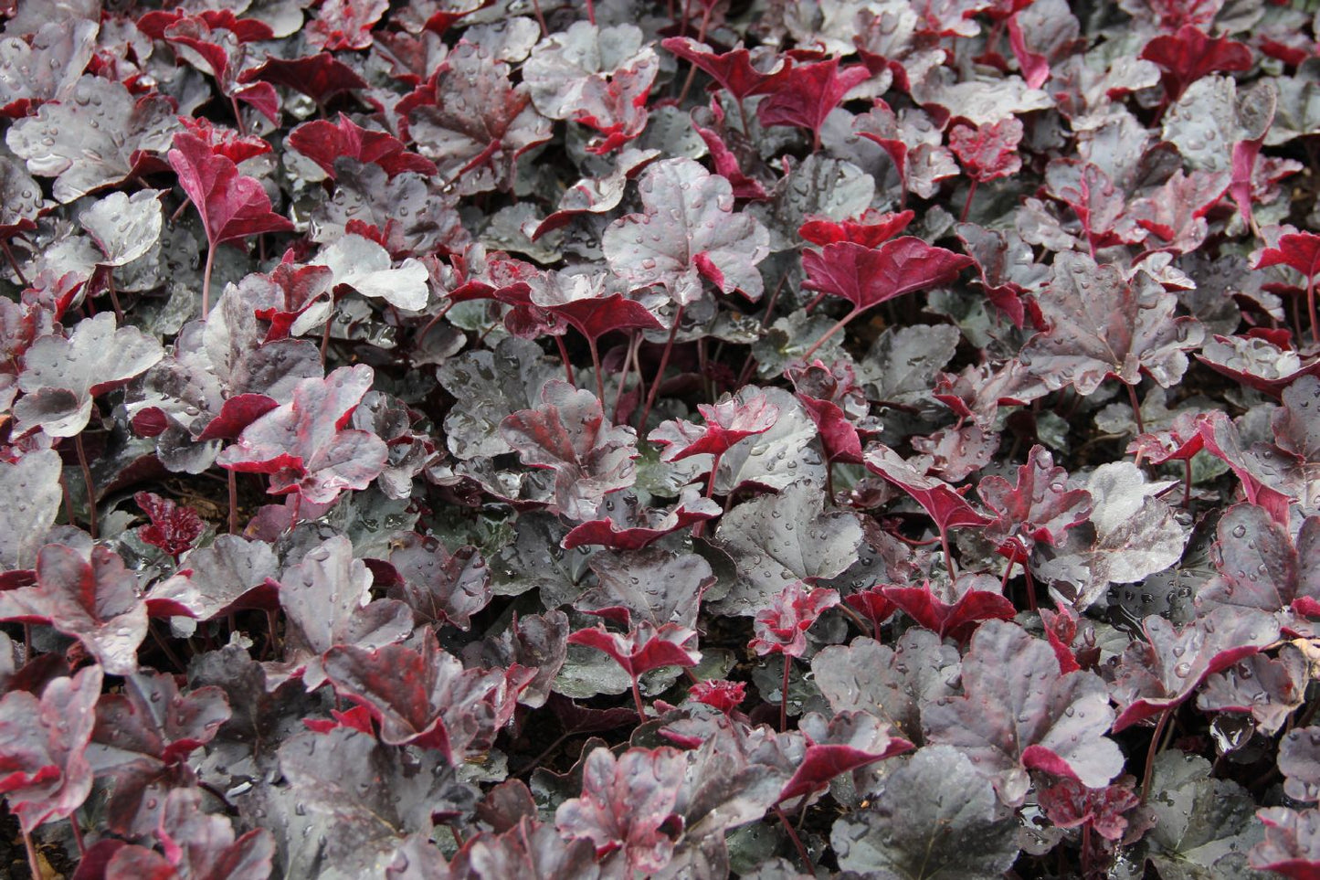 Heuchera 'Obsidian' (Purpurglöckchen)