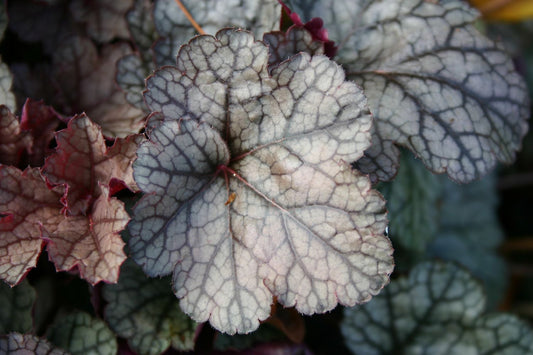 Heuchera 'Silver Scrolls' Purpurglöckchen