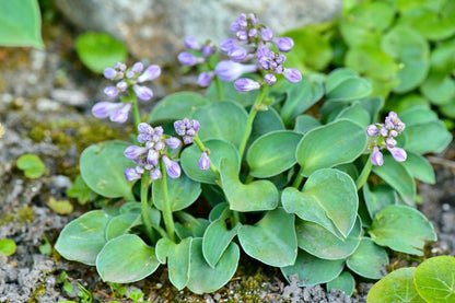 Hosta 'Blue Mouse Ears' Funkie | Herzblattlilie