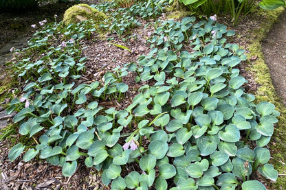 Hosta 'Blue Mouse Ears' (Funkie | Herzblattlilie)