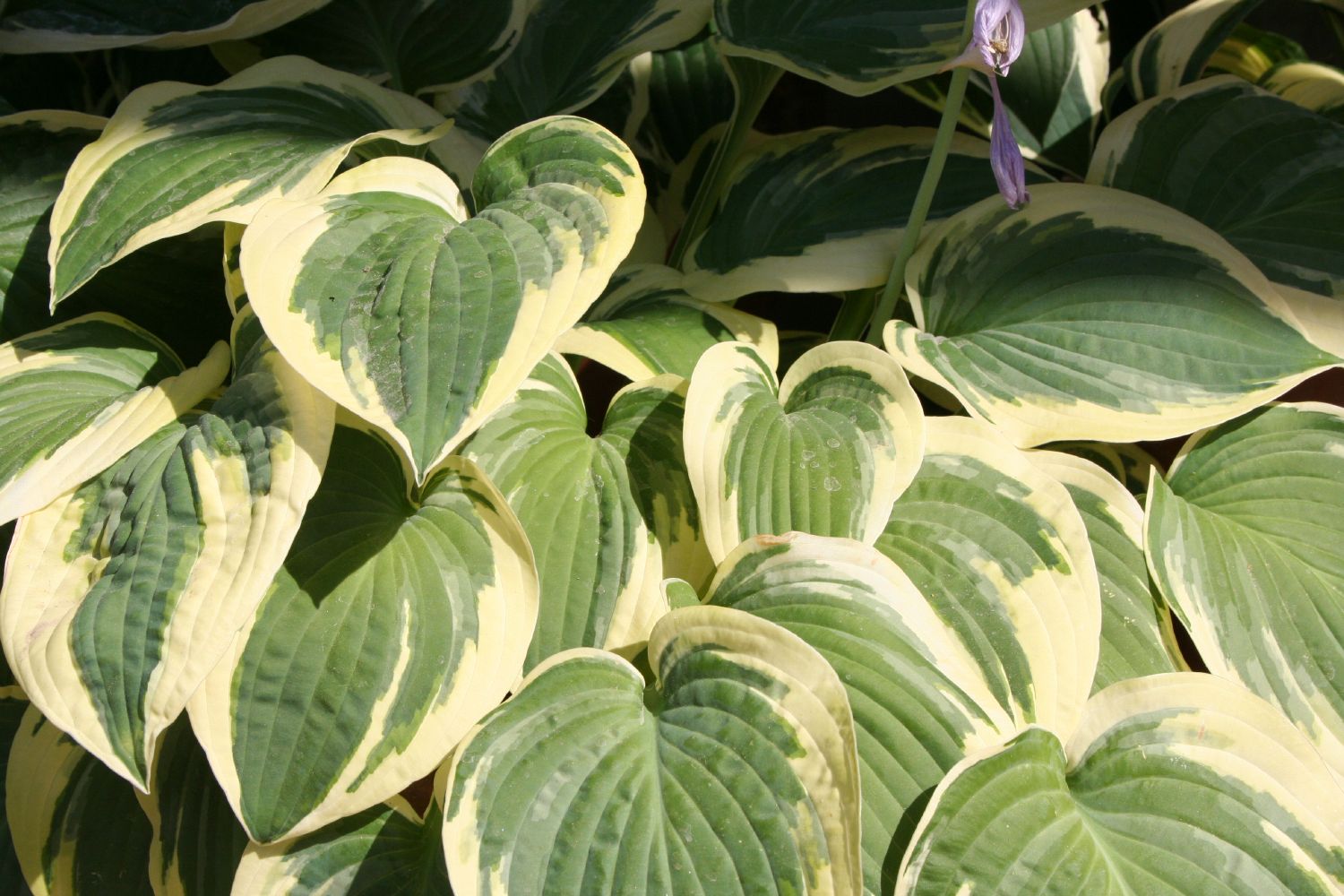 Hosta 'Brim Cup' Funkie