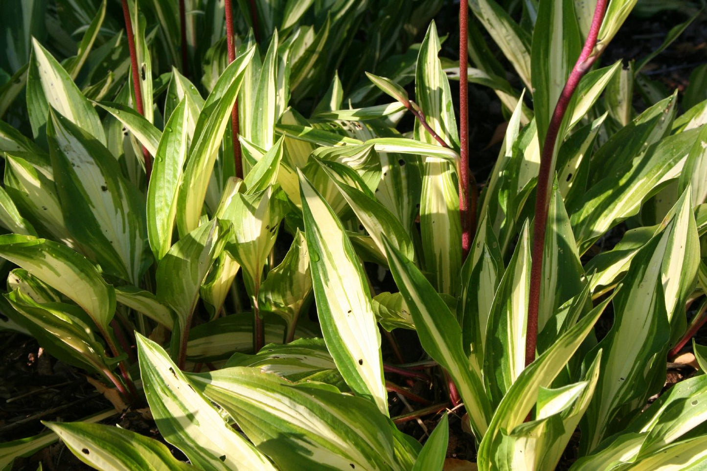 Hosta 'Cherry Berry' Funkie | Herzblattlilie