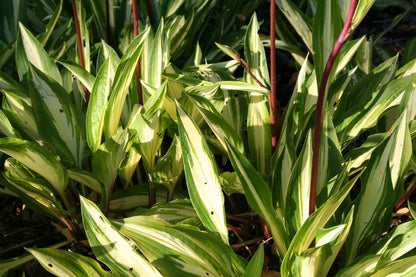 Hosta 'Cherry Berry' Funkie | Herzblattlilie