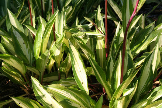 Hosta 'Cherry Berry' Funkie | Herzblattlilie