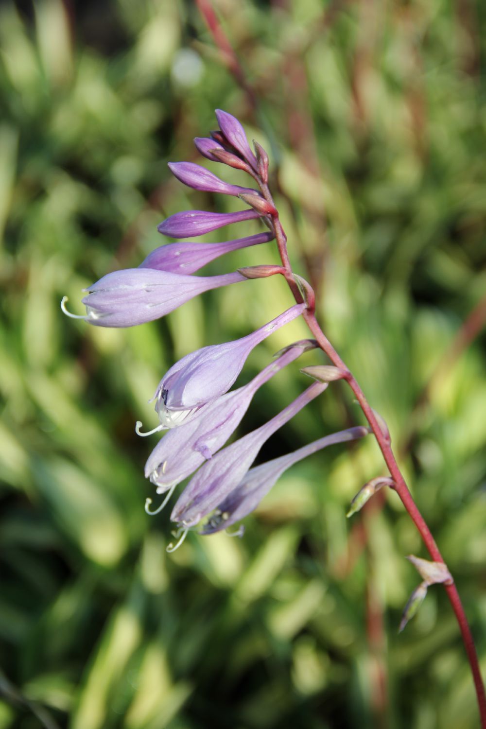 Hosta 'Cherry Berry' (Funkie | Herzblattlilie)