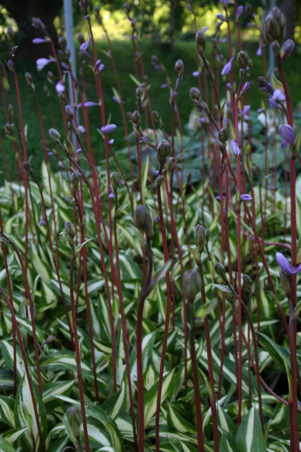 Hosta 'Cherry Berry' (Funkie | Herzblattlilie)