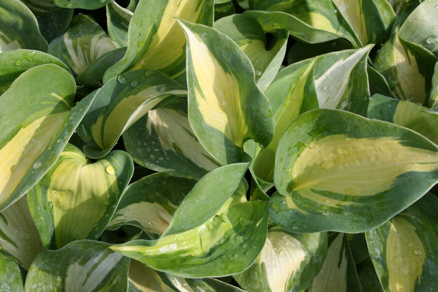 Hosta 'Dreamweaver' Funkie