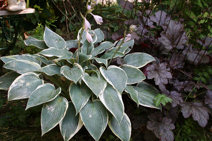 Hosta 'El Nino' (Funkie | Herzblattlilie)