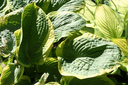 Hosta 'Frances Williams' Funkie | Herzblattlilie