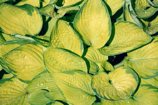 Hosta 'Gold Standard' Funkie | Herzblattlilie
