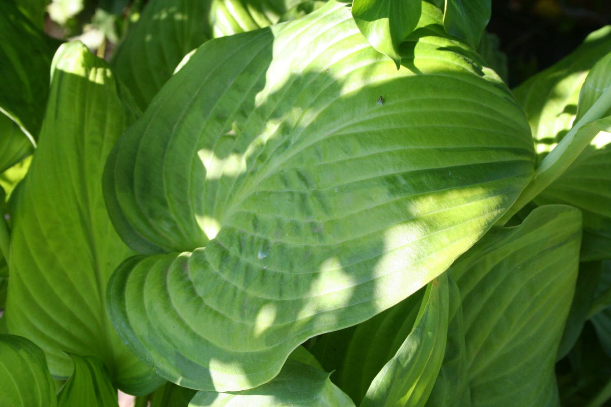 Hosta 'Guacamole' Funkie | Herzblattlilie