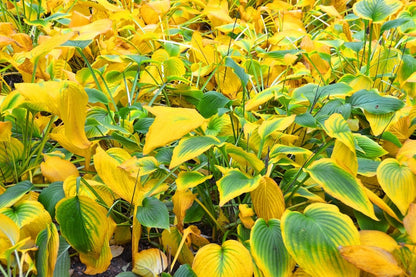 Hosta 'Guacamole' (Funkie | Herzblattlilie)