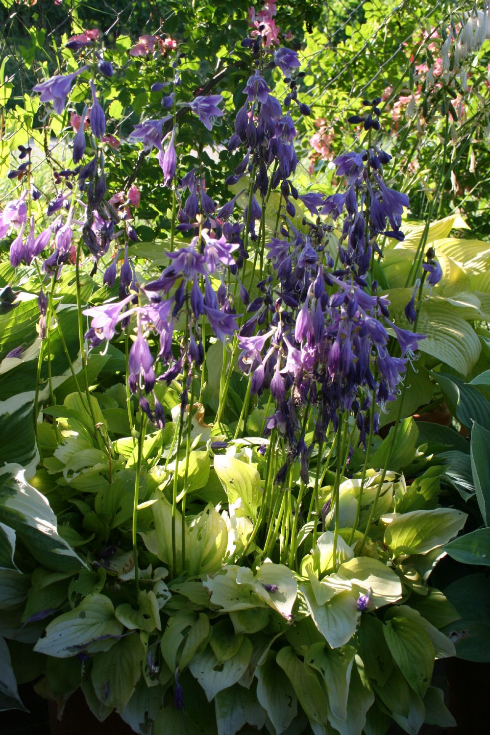 Hosta 'Hydon Sunset' Funkie