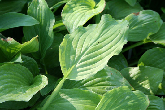 Hosta 'Royal Standard' Funkie | Herzblattlilie