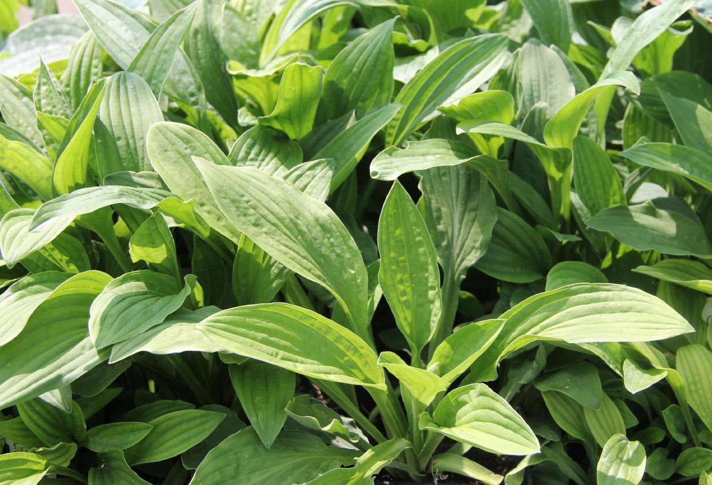 Hosta 'Snowflakes' Funkie