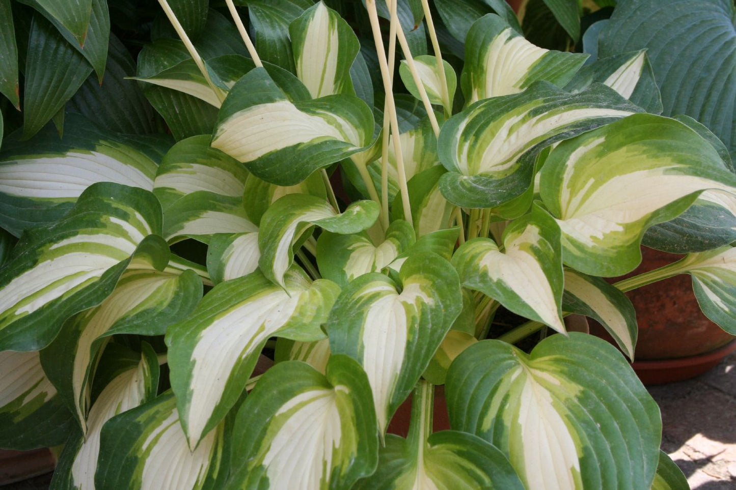 Hosta 'Summer Music' Funkie | Herzblattlilie