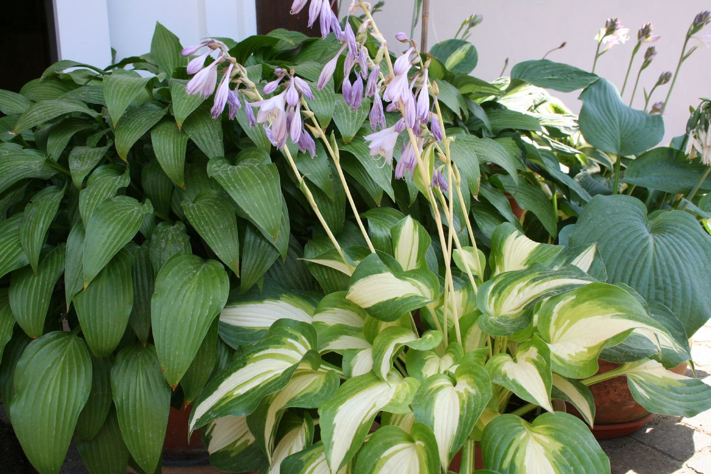 Hosta 'Summer Music' (Funkie | Herzblattlilie)